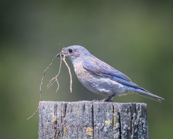 Western Bluebird (f) collecting nesting material - бесплатный image #434019