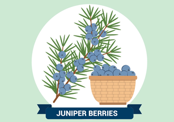 Juniper Berries Vector Illustration - vector gratuit #434139 
