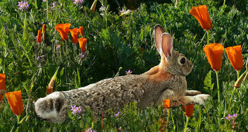 Bunny Spring - Kostenloses image #434399