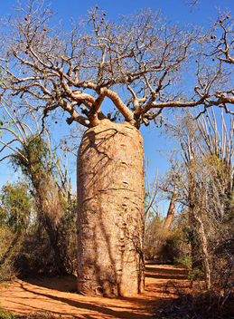 Baobab, Spiny Forest - image gratuit #434439 