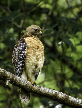 A Red-Shouldered Hawk - Kostenloses image #434469