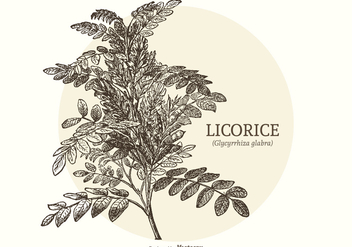 Vintage Engraved Licorice Plant Vector - Free vector #436139