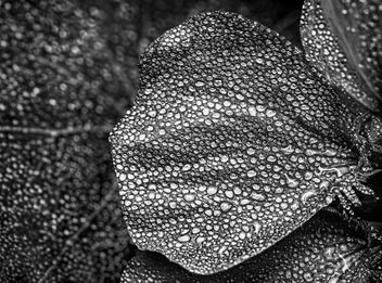 More dew than flower - Kostenloses image #437319