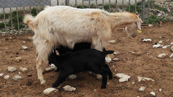 Turkey (Antalya-Ormana) Black twins of white goat - image gratuit #437559 