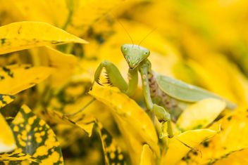 praying mantis on yellow leaf - image gratuit #439009 