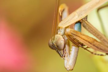 praying mantis - Kostenloses image #439049