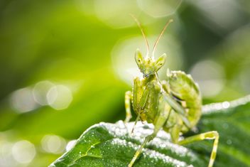 prayer mantis on green leaf - image #439069 gratis