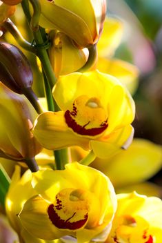 Yellow orchid - image #439129 gratis