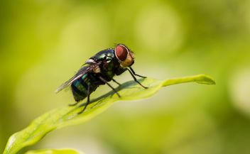 Blow fly - Free image #439169
