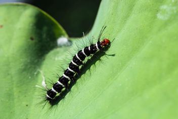 Caterpillar - image gratuit #439199 