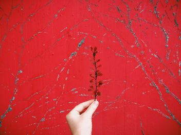 Branch with dry leaves in the hand over red background - бесплатный image #439239