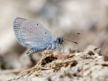 Small Blue - Kostenloses image #439959
