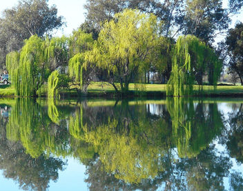 Green Reflections, Weeping Willows - image gratuit #440379 