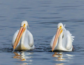 Cooperative Feeding (American White Pelicans) - image gratuit #440679 