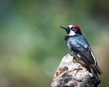 Acorn Woodpecker (m) - Free image #440999
