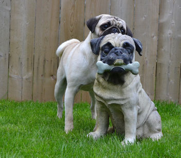 Still fascinated by the Pug statue - Free image #441499
