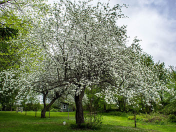 The apple trees are in bloom. - бесплатный image #441509