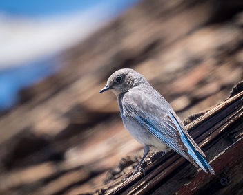 Mountain Bluebird (f) - image gratuit #442159 
