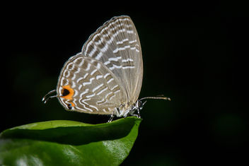 Butterfly - image gratuit #446419 
