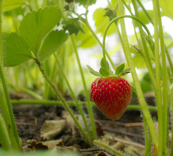 Garden strawberry - image gratuit #446509 