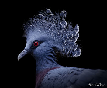 Victoria Crowned Pigeon - image #447049 gratis