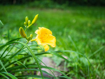Yellow daylily - Free image #447159