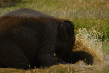 Baby elephant, playing. - Free image #447249