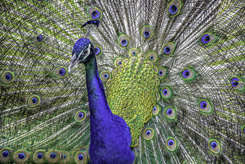 Peacock & Plumage Portrait - image gratuit #447309 