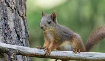 Squirrel - Kostenloses image #447359