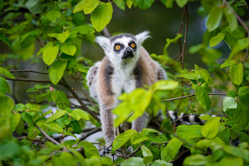 Lemur - Free image #447809