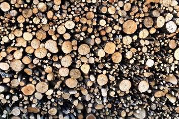 Pile of Wood - Free image #447969