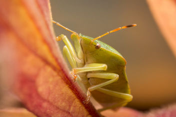 Green shield bug, Palomena prasina - image gratuit #448279 