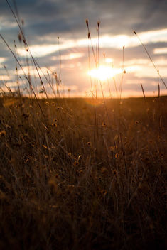 Sunset field landscape,Europe - Free image #448419