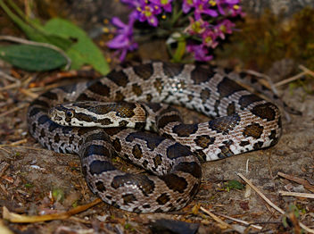 Great Plains Rat Snake (Pantherophis emoryi) - Free image #448879