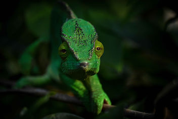 Chameleon - Kostenloses image #450139