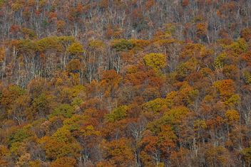 Autumn in Virginia - Free image #450269