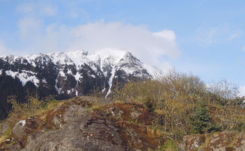 USA (Juneau, Alaska) Alaskan flora-Mosses, lichens, blooming fireweeds and cottonwood trees - image gratuit #450349 