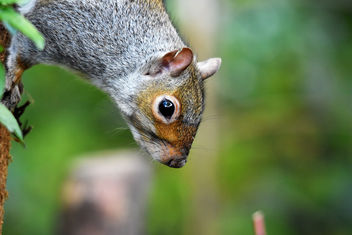 Grey Squirrel - image #450389 gratis
