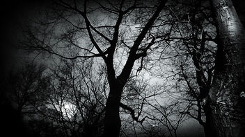 under the moonlight - Kostenloses image #450429