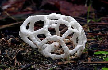 Ileodictyon cibarium. (basket fungi). - image gratuit #450719 