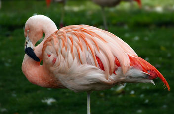 Chilean flamingo (Phoenicopterus chilensis) - image #450889 gratis