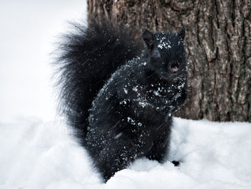 Snowy Squirrel. - Kostenloses image #450899