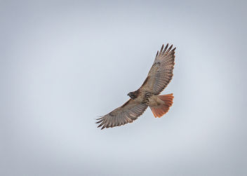A New Year's Hawk. - image gratuit #451059 