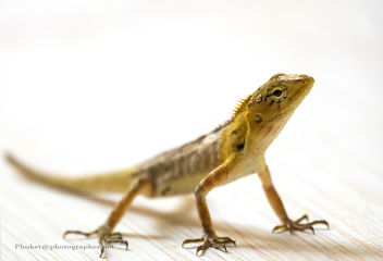 My New Friend - Oriental Garden Lizard XOKA3677s - image gratuit #451169 