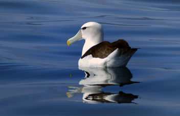 The white-capped albatross (Thalassarche cauta steadi) - Kostenloses image #451589