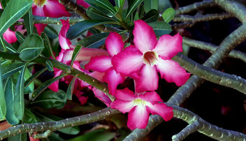 Desert Rose (Adenium obesum) - бесплатный image #452059