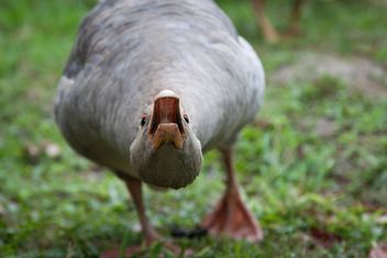 Angry goose close-up - image gratuit #452269 