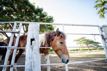 Brown horse on farm - image gratuit #452529 