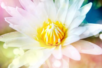 white lotus close up - image #452559 gratis