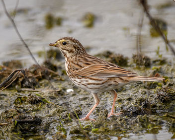 Savannah Sparrow - image #452659 gratis